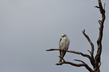 Poster - black shouldered kite