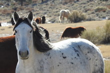 Wild Horses Roaming The Open Range, Off The Lower Tioga Pass, Eastern Sierra Nevada Foothills, California.