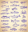 Fish and seafood graphic illustration set