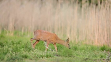 Wall Mural - european roe deer, capreolus capreolus, czech republic