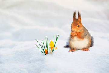 Wall Mural - cute red squirrel walks on white snow in spring Park near yellow flowers snowdrops