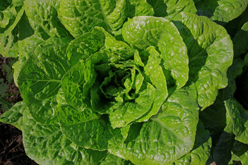 Lettuce field and lettuce.