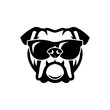 English bulldog wearing sunglasses - isolated outlined vector illustration - Vector