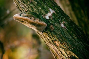 Wall Mural - Inedible boletus growing on a tree trunk.