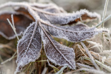 Ground Frost In Autumn / Winter. Leave With Ice Crystals. Green Grass And Gray Fallen Autumn Leaves, Covered With Frost. Close Up.