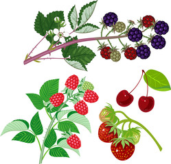 Wall Mural - Set of different types of ripe garden berries on branches