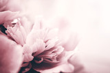 Peony flowers close-up, soft focus. Gentle floral background