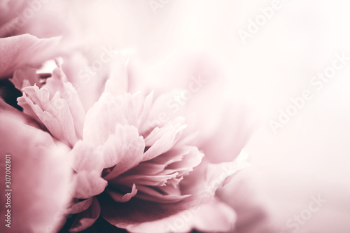 Cuadros en Lienzo Peony flowers close-up, soft focus. Gentle floral background