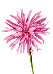 Pink dahlia on an isolated white background, Watercolour flowers, hand drawing illustration