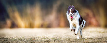 Young Border Collie Dog Is Happy And Jumping On Meadow. Dogs Wide Banner Or Panorama, Copy Space Concept.