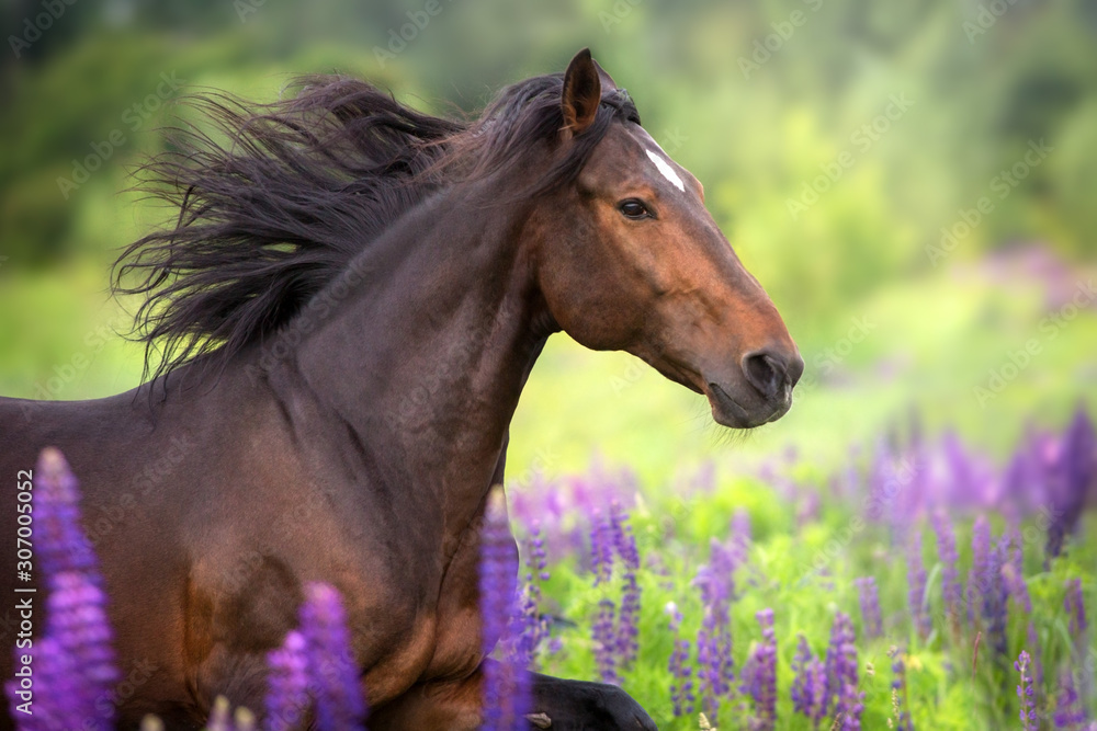 Bay  horse with long mane in lupine flowers run fast - obrazy, fototapety, plakaty 