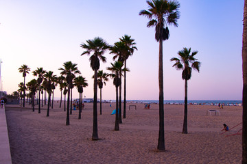 palm trees on the beach