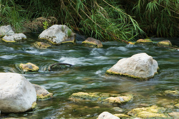 stream in the forest