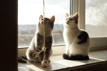 Two Kittens Play With A Cord Of Blinds On A Sunny Windowsill.