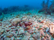 Caribbean coral garden stonefish