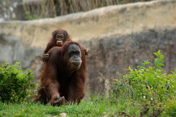 Wall Mural - mom and baby orangutan 