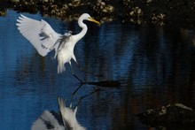 Egret In Forest