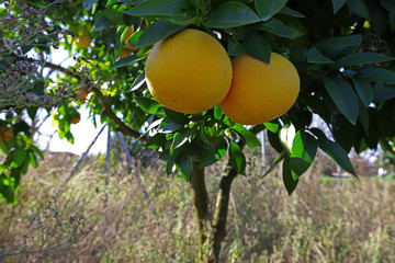 Grapefruit trees