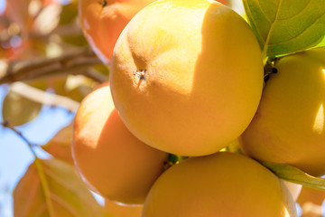 Persimmon fruit