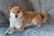© Елена Швецова - Red dog breed Shiba inu is lying on the grey sofa at home