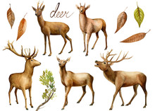 Forest Animals, Deer Watercolor Illustration, Hand Drawing, A Collection Of Elements On An Isolated White Background