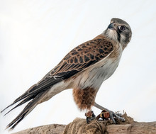 Portrait Of A Brown Falcon On A Branch, Australia