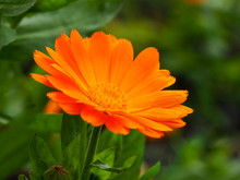 Closeup Of A Marigold Flower, Calendula, With Orange Petals And Green Leaves
