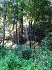 Wall Mural - sunbeam in the forest