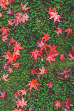 Autumn Leaves On Green Background