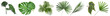 Leinwanddruck Bild - Set of green tropical leaves on white background