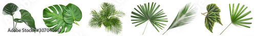 Fotografía Set of green tropical leaves on white background
