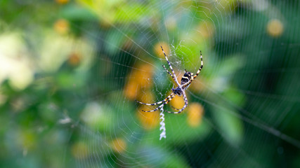 Lunch in the web(2)