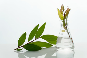 Wall Mural - green leave in science flask with water in agricultural biotechnology laboratory on white background