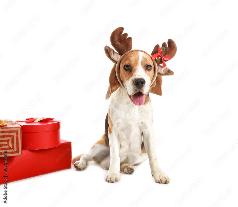 Cute dog with deer horns and Christmas gifts on white background
