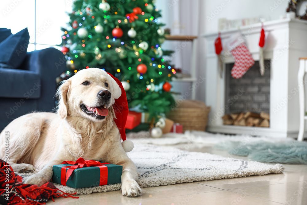 Cute funny dog with gift in room decorated for Christmas