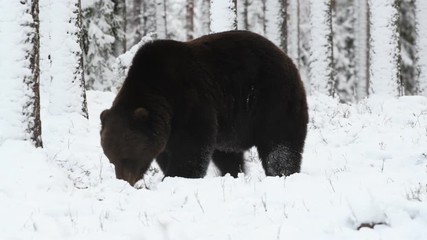 Wall Mural - Brown Bear in the snow in winter forest. Scientific name: Ursus arctos.