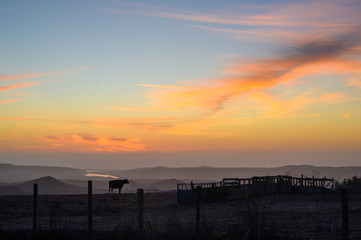 Wall Mural - sunset over the cow