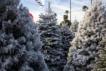 Several Christmas Trees On A Tree Lot Have White Flock Material Or Snow On Its Branches.