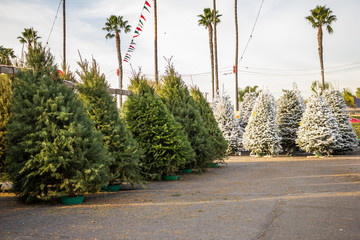 Wall Mural - A view of Christmas trees on a tree lot, featuring green trees and white flocked trees.