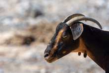 A Partially Domesticated Goat (Capra Aegagrus Hircus) Runs Around In Search Of Food Along The Dry Desert Environment In Ras Al Khaimah, United Arab Emirates.