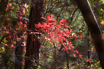 Wall Mural - Red Fall leaves in the forest