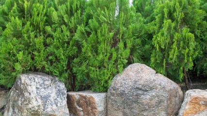 Wall Mural - Green leaf of pine tree and stone or rock on the bottom for background.