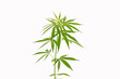 The vegetative stage of marijuana herb plants with a white background.
