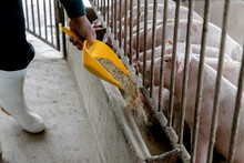 Farmer Feeding Pig In Organic Rural Farm Agricultural. Livestock Industry