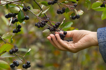 Wall Mural - hand picks berries chokeberry