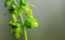 Close Up Male Cannabis Plant Showing Pollen Sacks