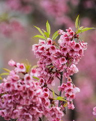 Wall Mural - Wild Himalayan Cherry flower blossoming blurred background At doi inthanon national park Chiang Mai, Thailand.