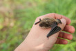 small bat on a man’s hand