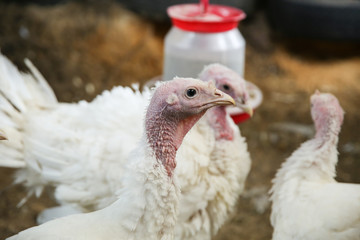 white turkeys on a farm