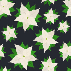 Wall Mural - Seamless Background with White Poinsettia Flowers